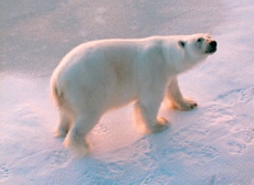 Nordpol Eisbären-Besuch